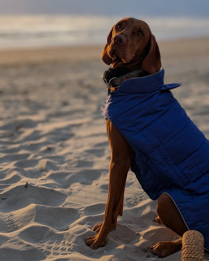 Lilu, a rust-copper Vizsla, on the beach at dusk